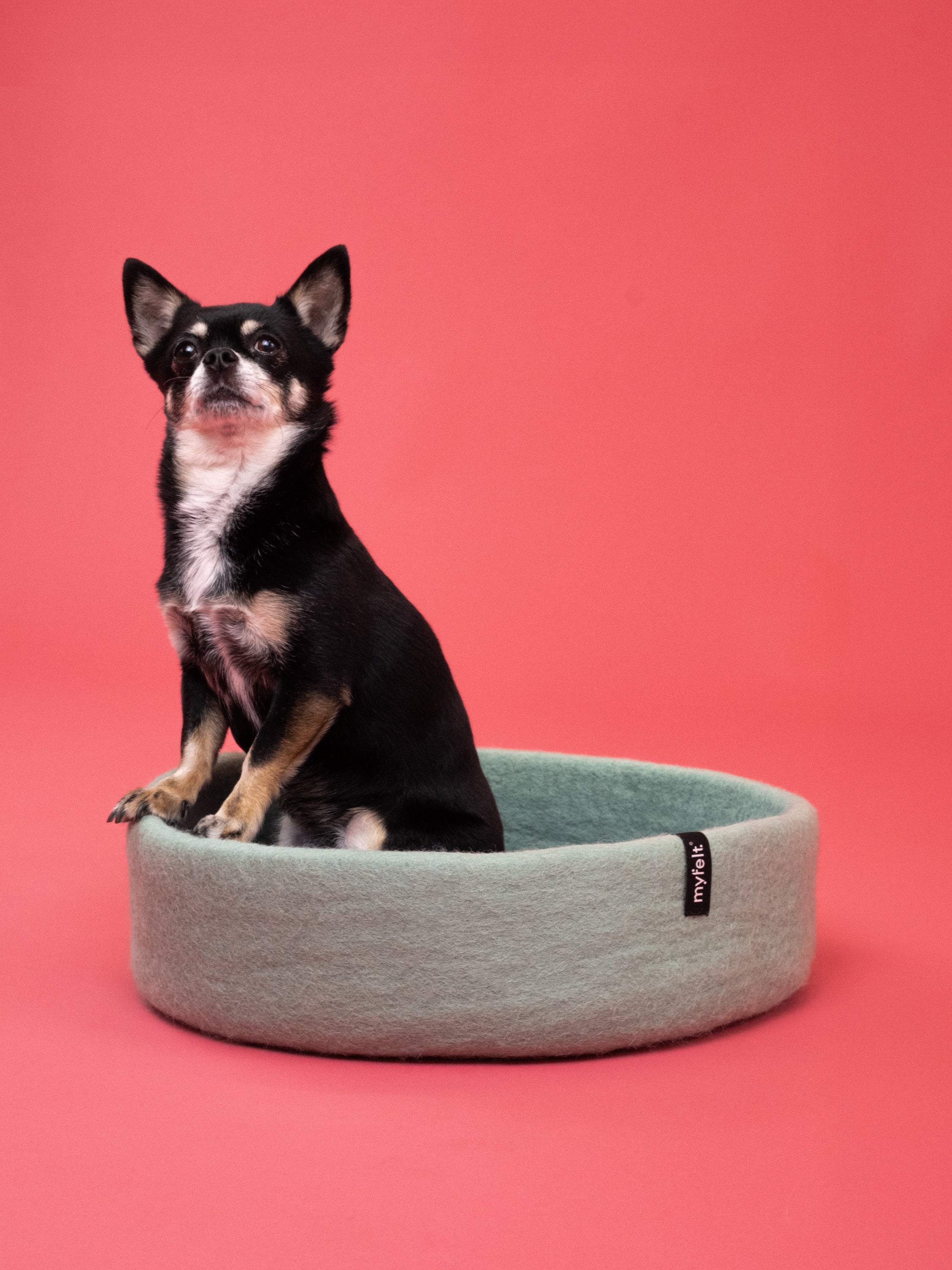 myfelt Fine Hundekorb Hundebett aus Schurwolle – Bild 16