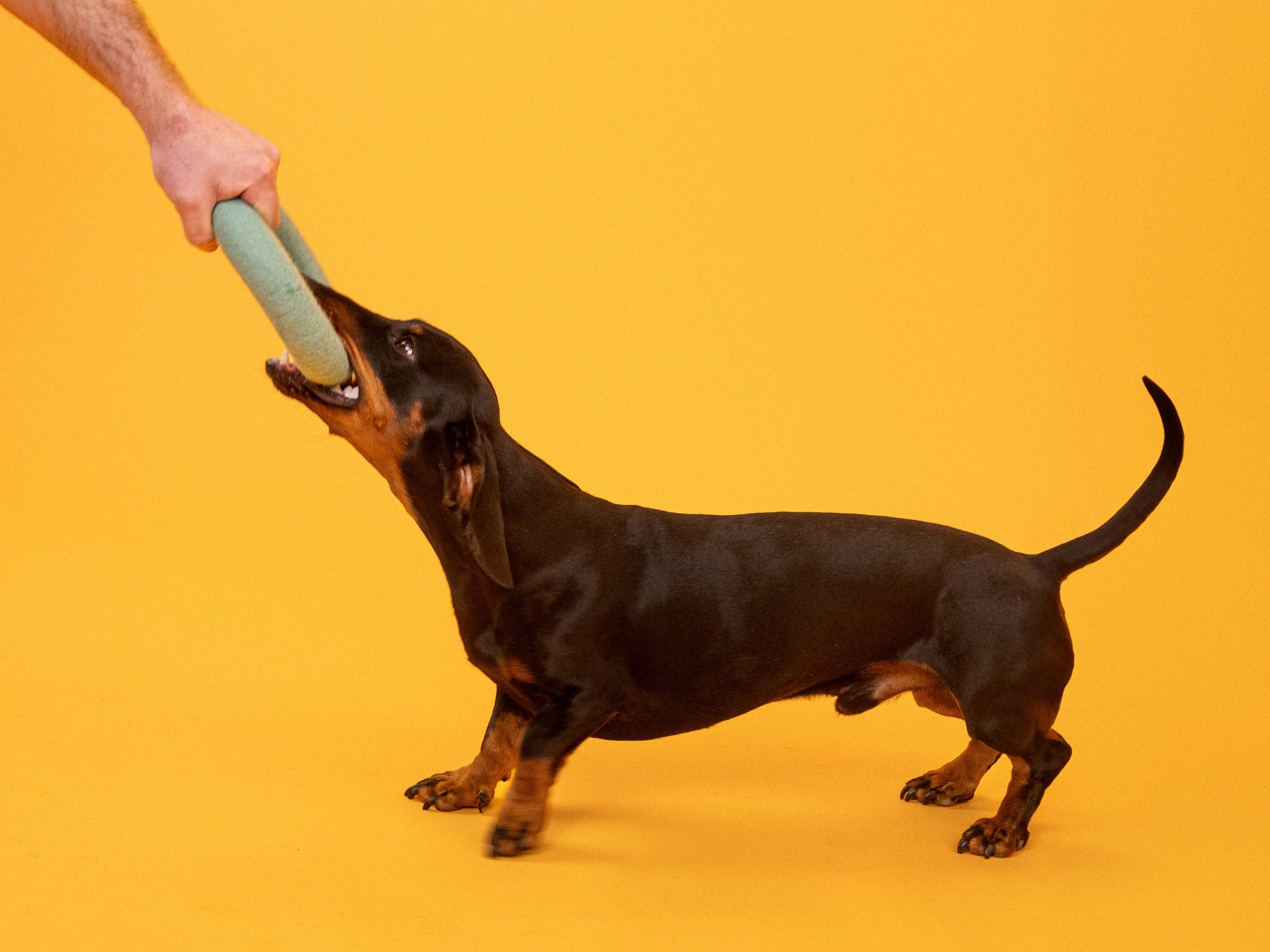 myfelt Fine Hundespielzeug - Ring Hundespielzeug aus Schurwolle – Bild 5