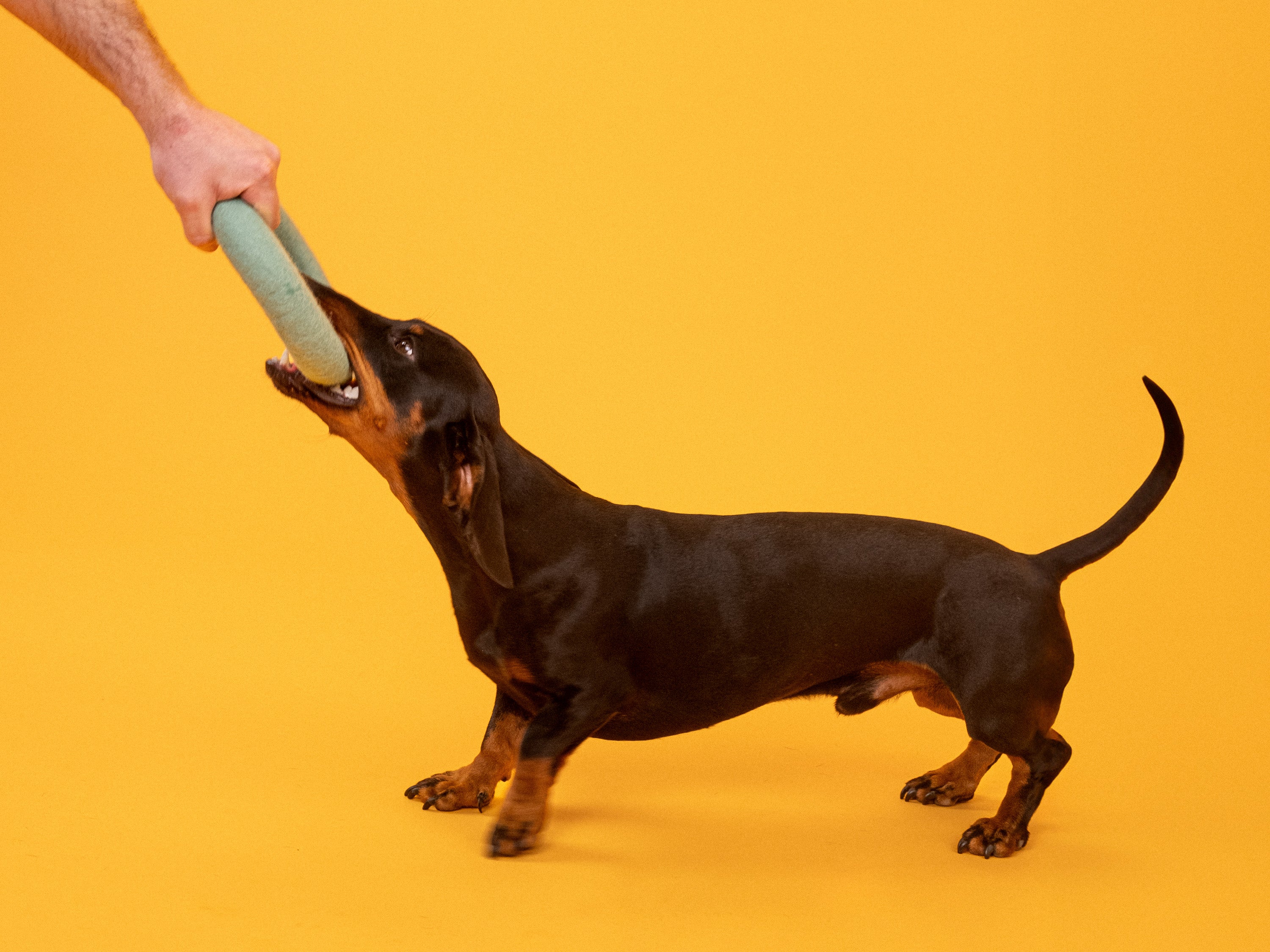 myfelt Mats Hundespielzeug - Ring Hundespielzeug aus Schurwolle – Bild 5