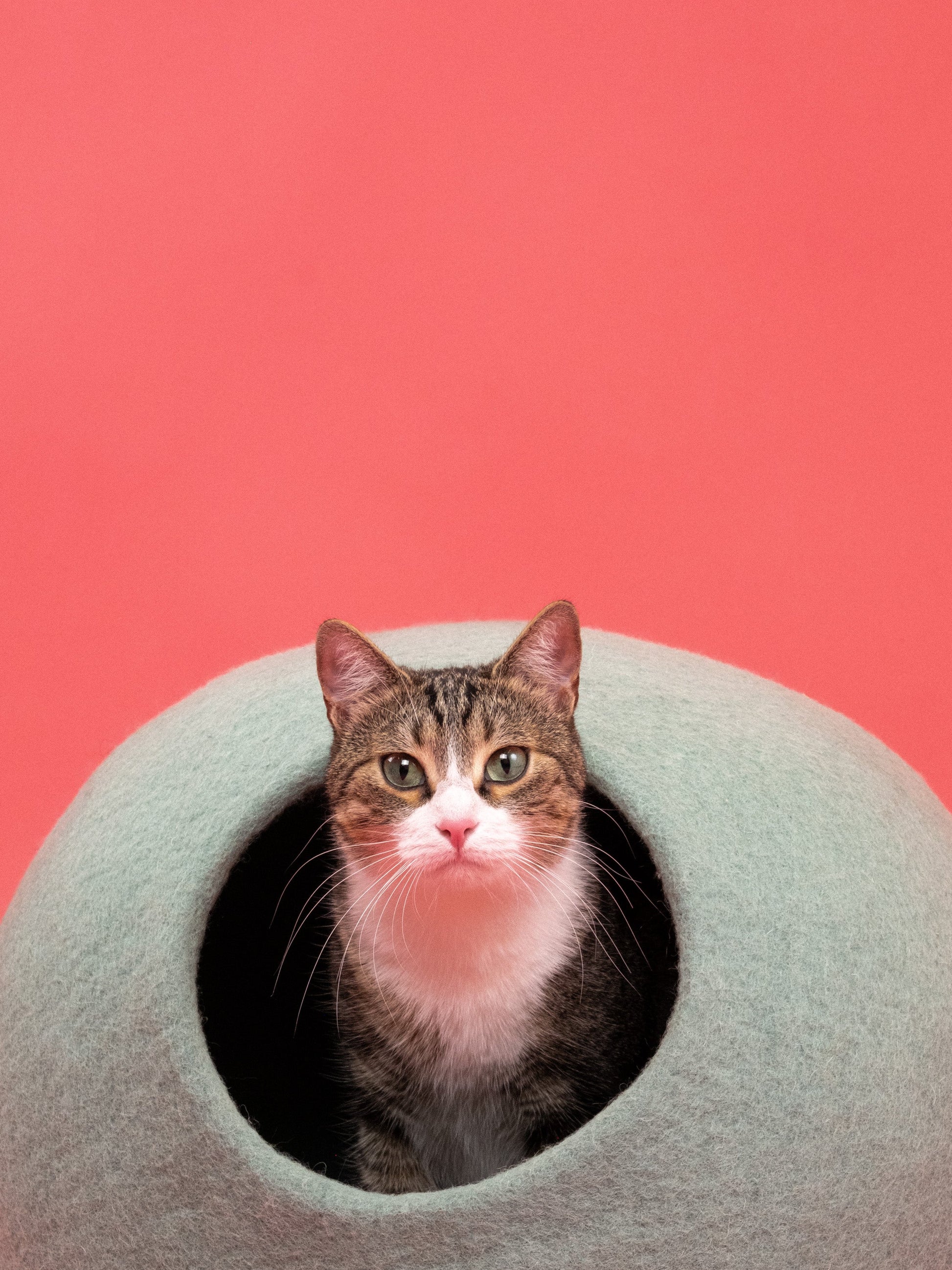 myfelt Fine Katzenhöhle Katzenbett aus Schurwolle – Bild 3