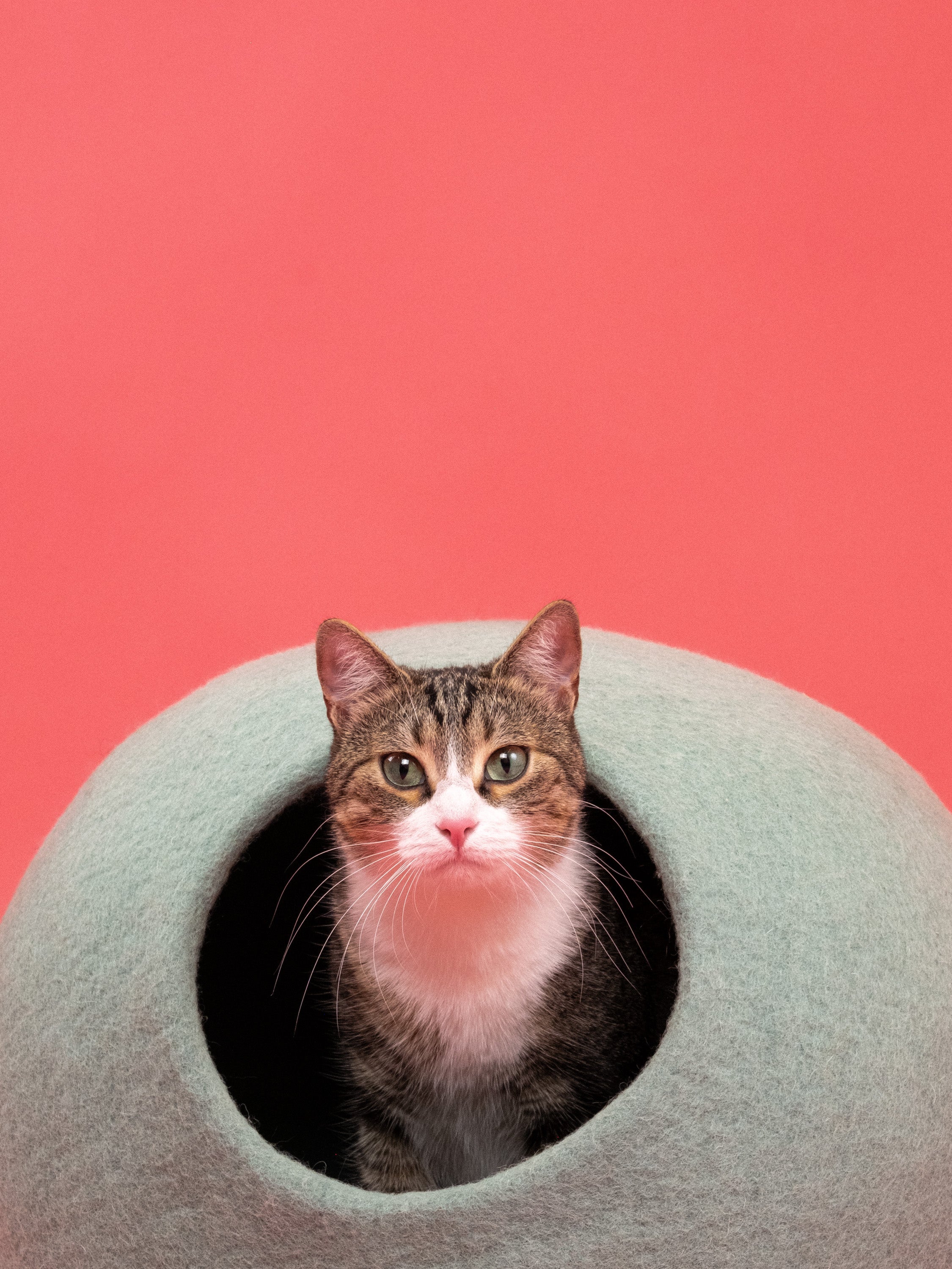 myfelt Fine Katzenhöhle Katzenbett aus Schurwolle – Bild 3