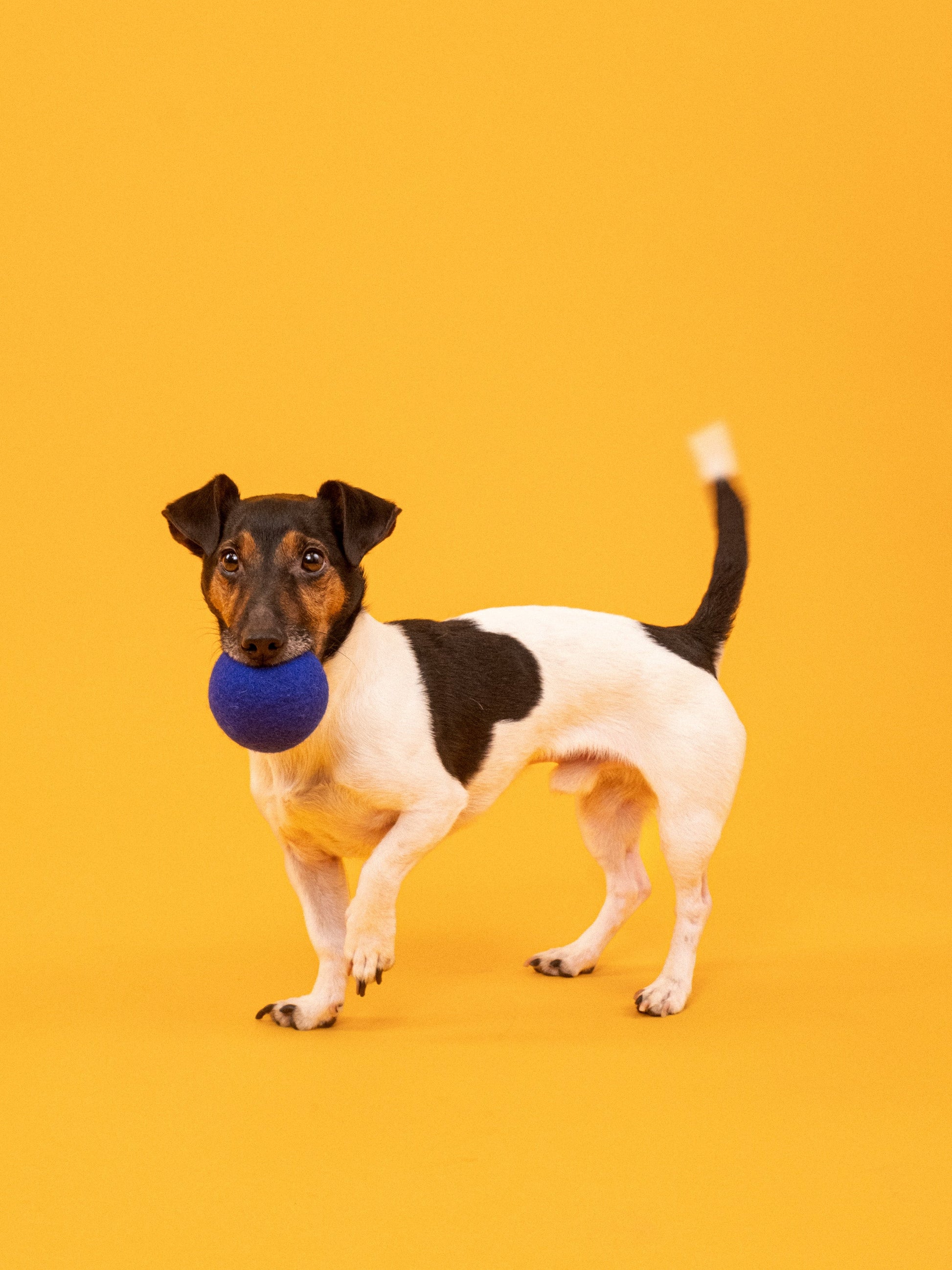 myfelt Fine & Isa Ball Set Hundespielzeug aus Schurwolle – Bild 2