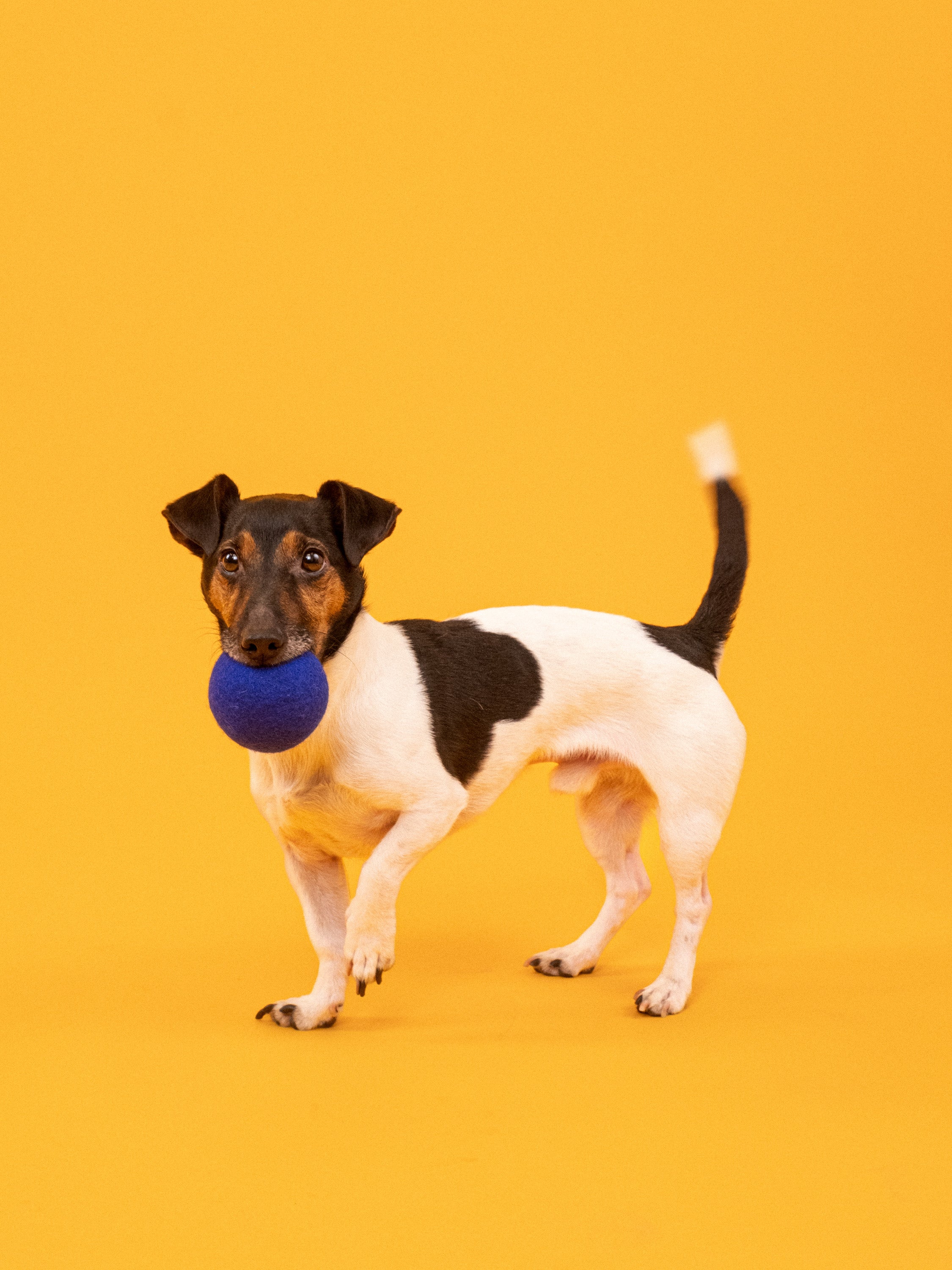 myfelt Fine & Isa Ball Set Hundespielzeug aus Schurwolle – Bild 2