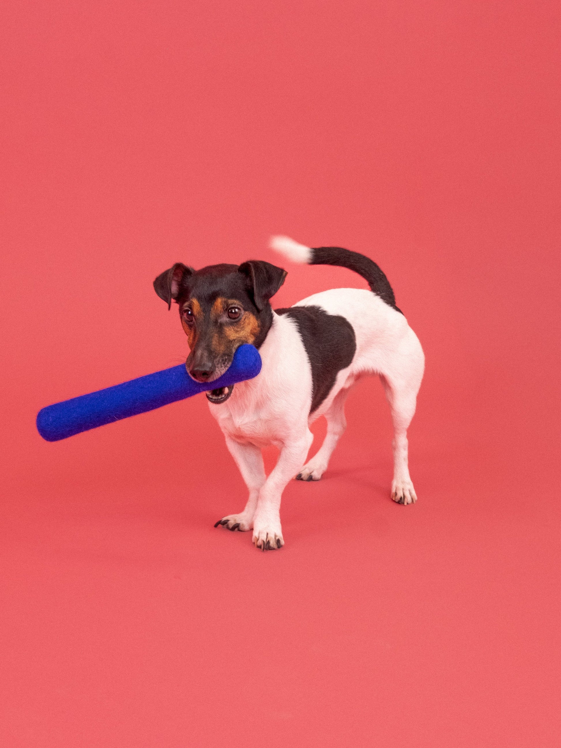 myfelt Mats Hundespielzeug - Stock Hundespielzeug aus Schurwolle – Bild 3