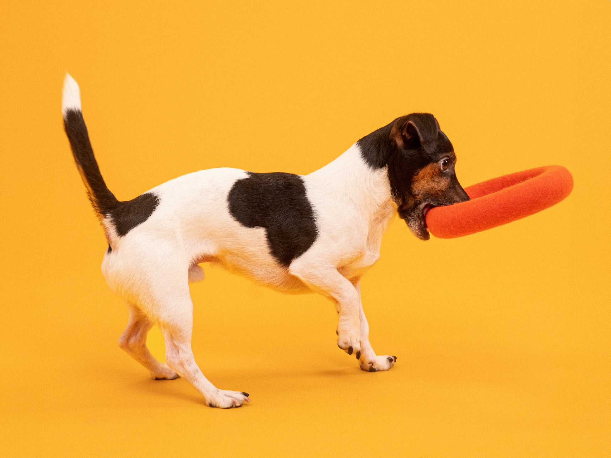 myfelt Fine Hundespielzeug - Ring Hundespielzeug aus Schurwolle – Bild 4