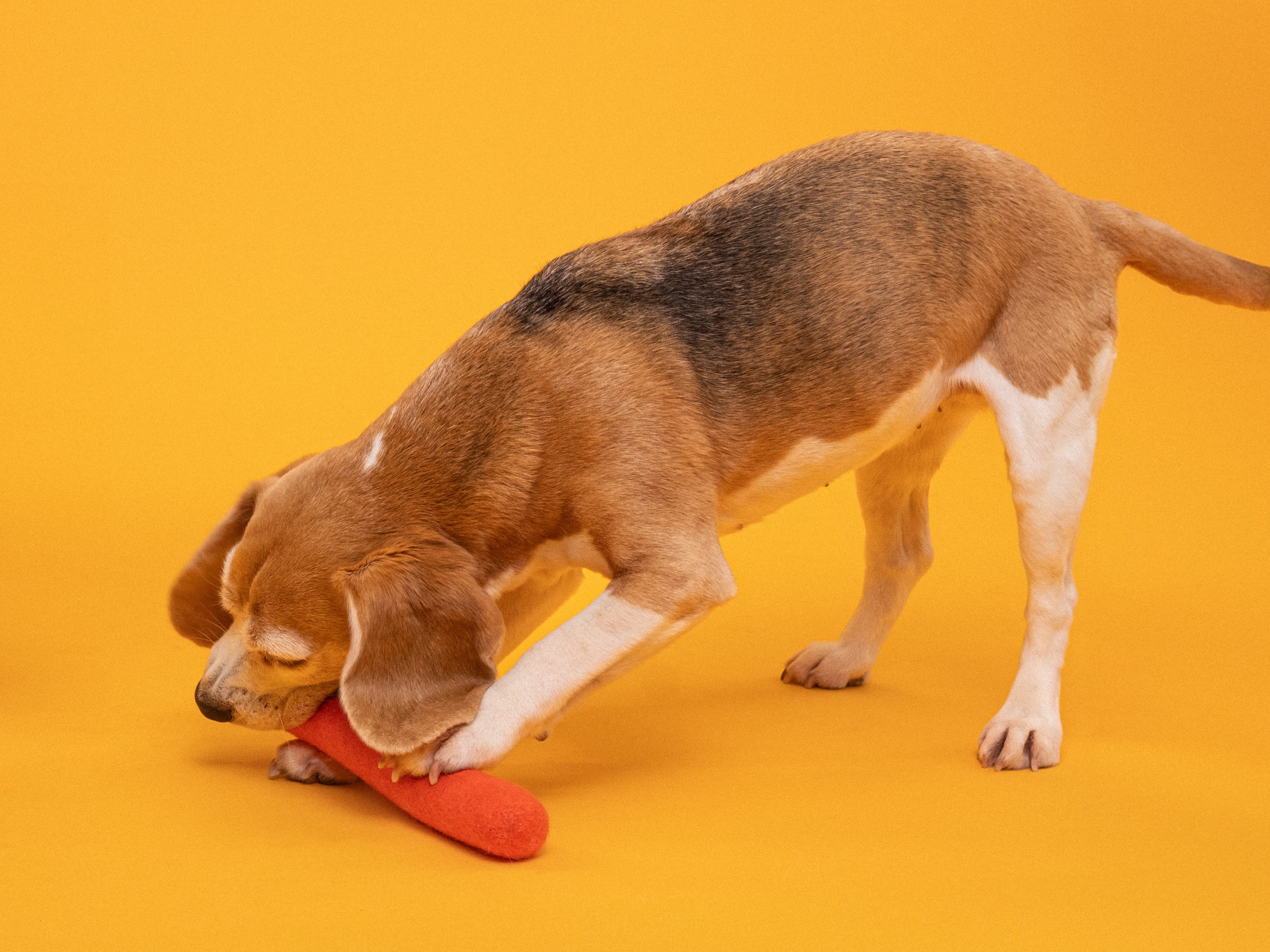 myfelt Isa Hundespielzeug - Stock Hundespielzeug aus Schurwolle – Bild 3