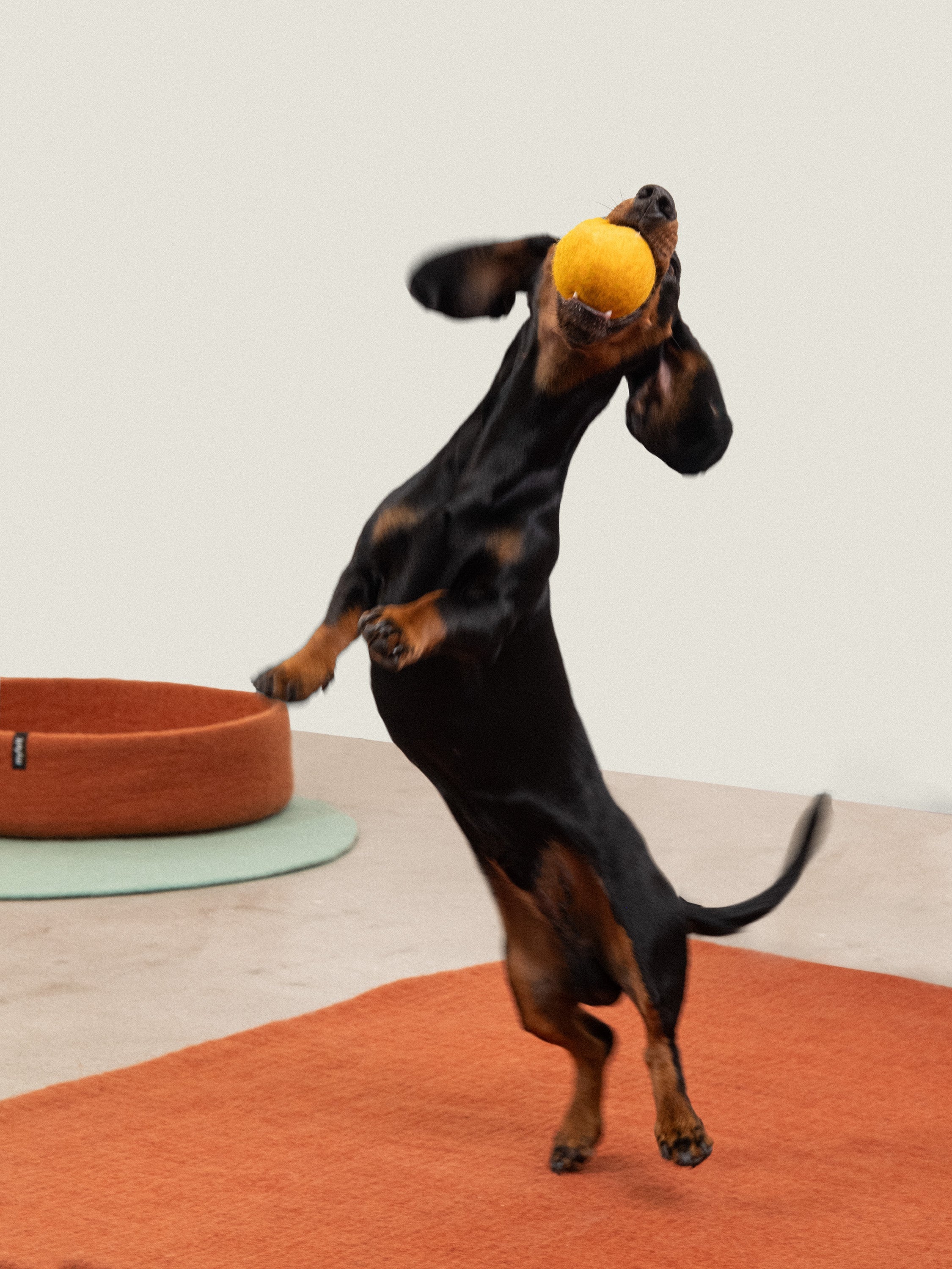myfelt Mats & Marla Ball Set Hundespielzeug aus Schurwolle – Bild 5